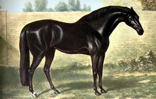 Con ngựa này đã tham gia trận chiến giữa Anh - Thổ Nhĩ Kỳ năm 1688. Kết thúc trận chiến, người Anh giành chiến thắng và một trung tá có tên Robert Byerley lấy được Byerley Turk như là một chiến lợi phẩm.