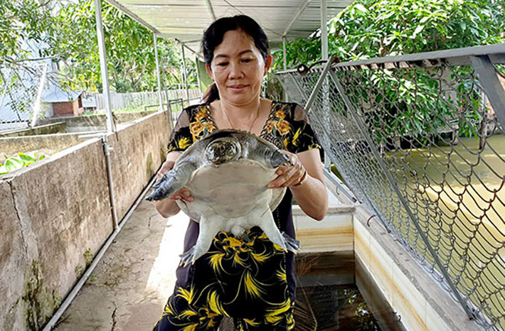 Nuôi cua đinh khoảng 2 năm có thể đạt trọng lượng 3 kg, trong khi ba ba chưa tới 1 kg. Cua đinh thường đẻ trứng từ tháng 12 đến tháng 7 (âm lịch), mỗi con đẻ từ 9 - 17 trứng/lần.