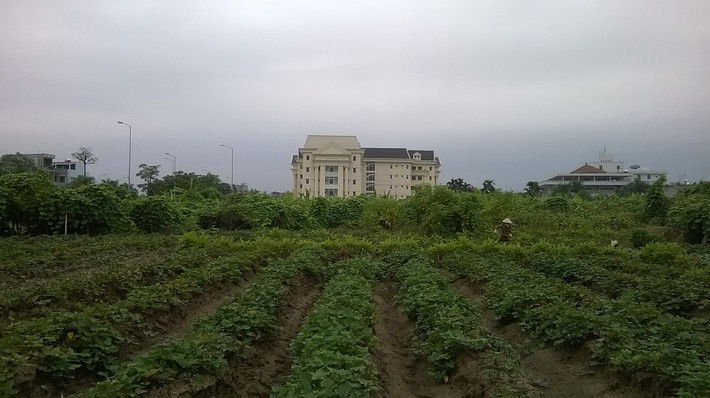 Khu đất vàng hiện trở thành cánh đồng mênh mông khoai sắn.