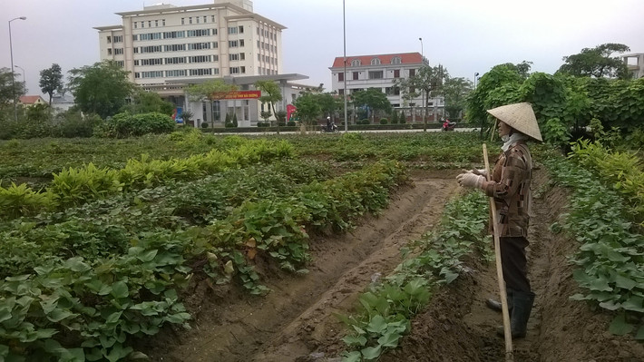 Theo người dân địa phương, họ trồng khoai sắn vì thấy đất bỏ hoang lãng phí. Khi nào triển khai dự án họ sẽ trả lại đất cho chủ đầu tư.