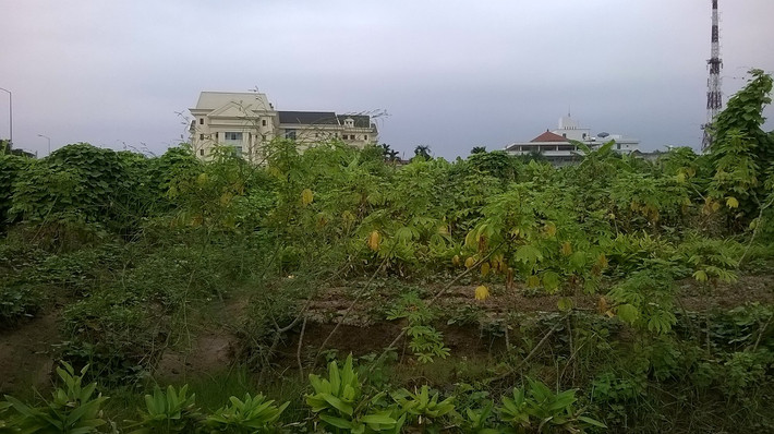 Những vườn sắn tươi tốt.