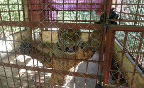 Hai con hổ luôn tỏ ra khá dữ.