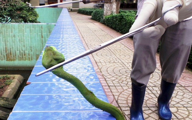 Trại Đồng Tâm đang nuôi hàng ngàn con rắn lục đuôi đỏ để lấy nọc làm huyết thanh và làm thức ăn cho hơn 100 con rắn hổ mang chúa đang được chăm sóc, bảo tồn tại đây. Trong ảnh: Chuyên gia dùng kẹp nhỏ cố định đầu rắn lục đuôi đỏ.