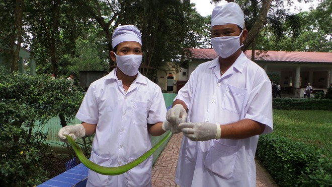 Đối với rắn lục đuôi đỏ, chỉ có con trưởng thành, có sức khỏe, cân nặng.... đáp ứng tiêu chuẩn mới được lấy nọc.