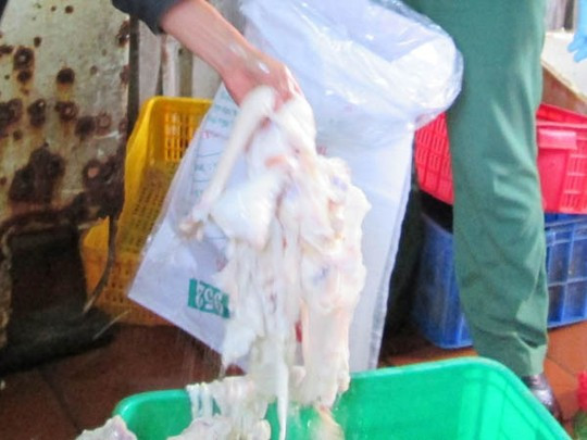 Tại khu vực sơ chế, đoàn kiểm tra phát hiện các dụng cụ từ thau chậu đều rất cũ kỹ, nhớp nhúa. Các tủ cấp đông chứa đầy phụ phẩm như: chân, xương, gân, phổi trâu bò lưu trữ lâu ngày trong điều kiện vệ sinh kém nên bốc mùi nồng nặc. Toàn bộ số nguyên liệu trâu bò thối này đều không có giấy chứng nhận kiểm dịch theo quy định. Trong ảnh, gân trâu bò sau sơ chế trắng bất thường.