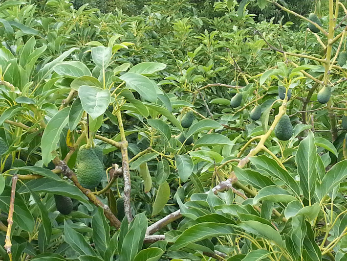 Cây bơ ra nhiều đợt hoa, vì vậy, chủ vườn nên thu hoạch từ 2 – 4 đợt quả để đảm bảo chất lượng.