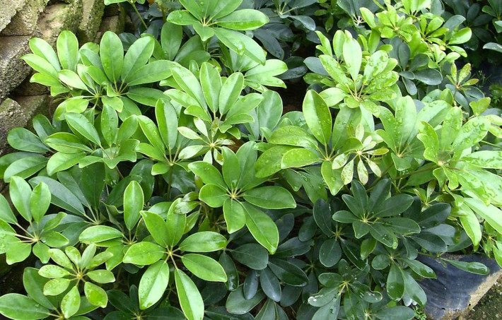 Cây cảnh này không chỉ mang lại vẻ đẹp ưa nhìn mà còn tượng trưng cho sự nghiệp suôn sẻ, may mắn. Trồng ngũ gia bì trong nhà mang đến sự may mắn và trường thọ.