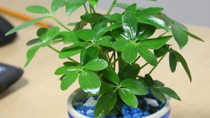 Cây ngũ gia bì là cây cảnh có lá rất xanh tươi, hình dáng đầy đặn, cành lá xum xuê. Trong phong thủy, cây ngũ gia bì luôn được coi là biểu tượng của sự giàu có.
