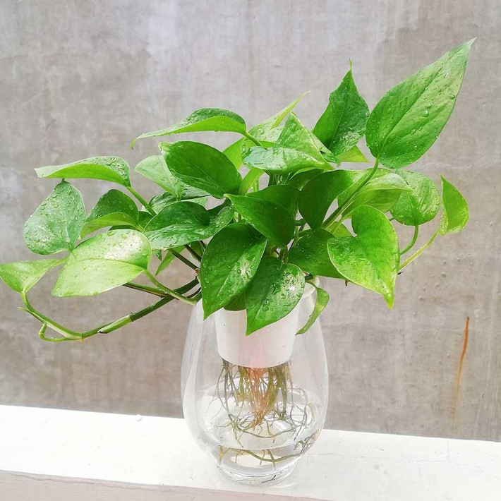 Trồng trầu bà trong nhà, chắc chắn không khí sẽ trở nên trong lành và dễ chịu. Cây cảnh này tương đối nhỏ và có thể trồng trong những chậu hoa nhỏ.