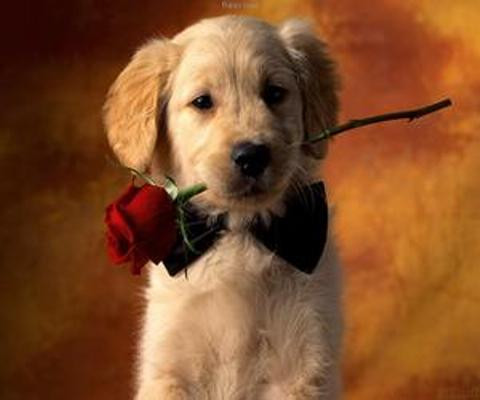 Tuy nhiên, người có đôi đừng nên lụy tình, nhất là khi hai người đang giai đoạn yêu đương, chưa phải vợ chồng. Bạn nên tập trung cải thiện cuộc sống của mình thì những thứ tốt đẹp chắc chắn sẽ đến, bạn không phải nghĩ ngợi quá nhiều đâu.