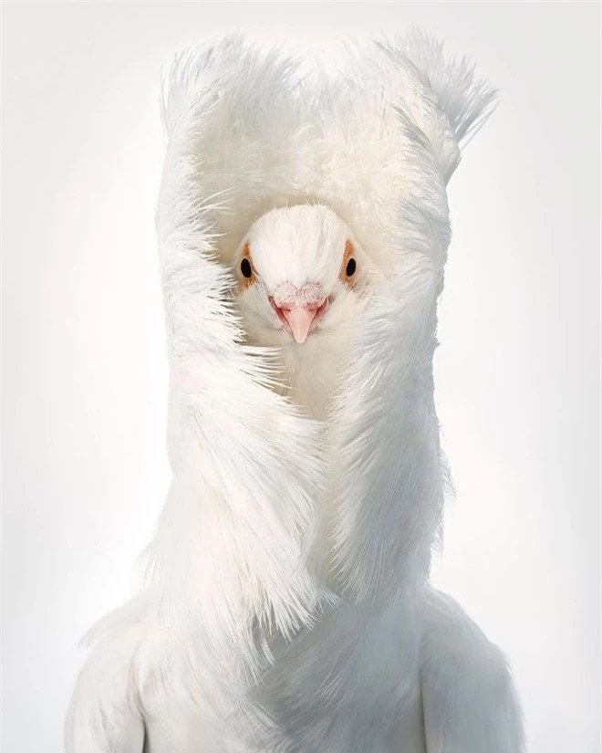 br/> Jacobin Pigeon: Bồ câu Jacobin là một loại bồ câu nhà thuộc là giống chim bồ câu cảnh được thuần hóa tại châu Á với đặc trưng là bộ lông giống sư tử. Là một trong những giống chim bồ câu thuần hóa lâu đời nhất thế giới, cùng với nhiều loài chim bồ câu được thuần hóa khác, chúng là hậu duệ của chim gầm ghì đá (Columba livia), chúng có nguồn gốc từ Ấn Độ hoặc là loài bản địa của đảo Síp.