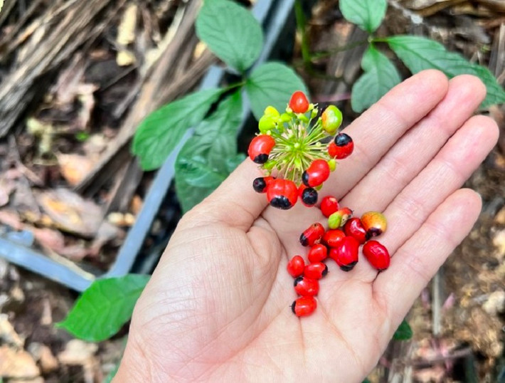 Hạt của sâm Ngọc Linh cũng được các nhà vườn lùng mua về làm giống với giá từ 100-120 nghìn đồng/hạt.