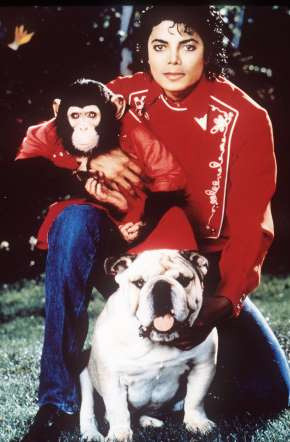 Michael Jackson khi còn sống có nuôi một con tinh tinh vào đầu những năm 80, đặt tên là Bubbles. Jackson gắn bó với Bubbles đến nỗi nhiều lần anh bị truyền thông bêu xấu.