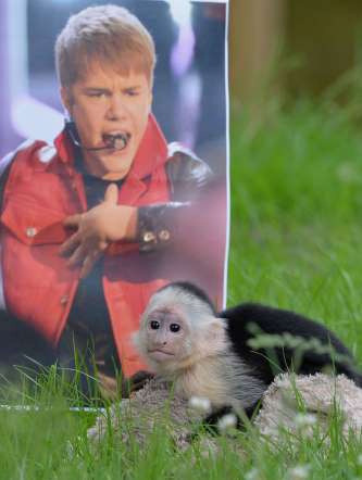 Hoàng tử pop Justin Bieber có một con khỉ capuchin tên Mally. Tuy nhiên, trong một lần tới Munich, Đức cùng chủ nhân, Mally đã bị giữ lại ở sân bay vì Justin không trình được giấy tờ về nguồn gốc và xuất xứ của thú cưng.