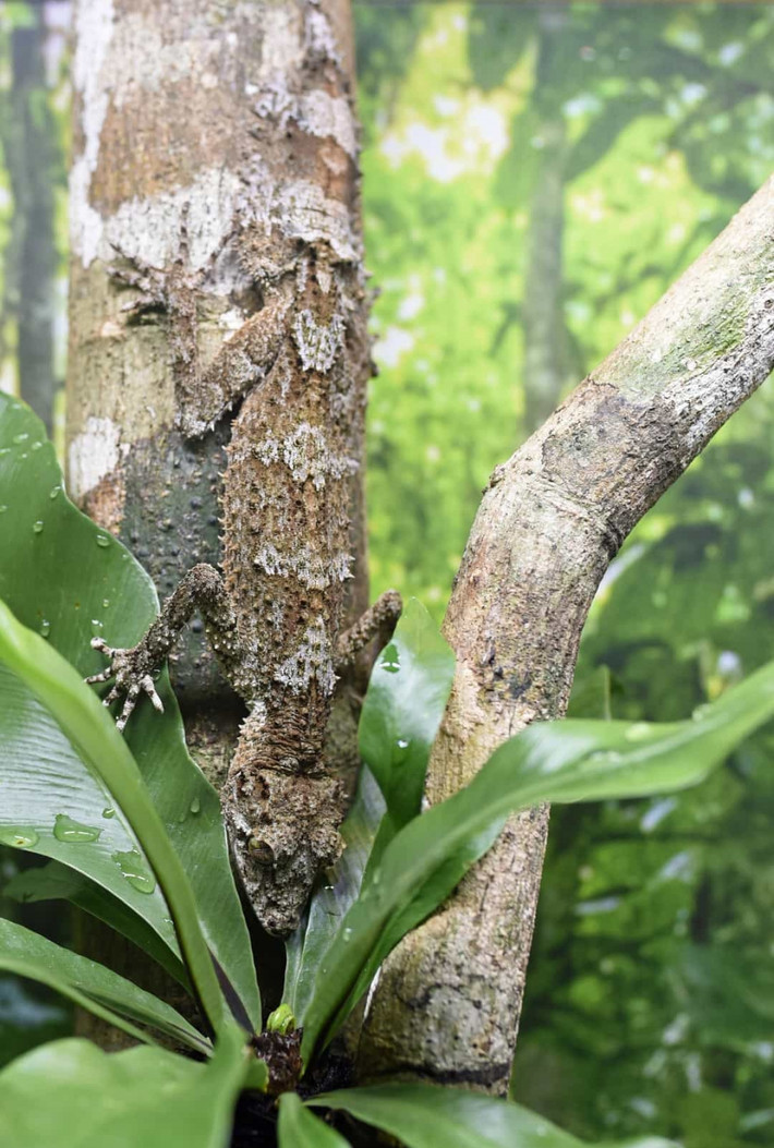 Dường như không thể phân biệt được đâu là cành cây và đâu là con tắc kè đuôi lá. Loài tắc kè này giống hệt với những chiếc lá khô được tìm thấy trên nền rừng hoặc thậm chí giữa các cành cây.