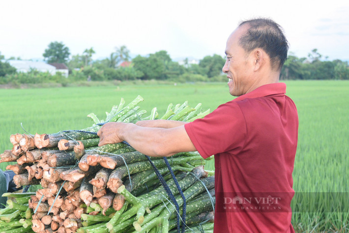 Anh Nguyễn Thượng Huy (thôn La Vân Thượng, Quảng Thọ, Quảng Điền, TT Huế) cho biết, hiện tại gia đình anh trồng cây chột nưa đã từ lâu, với diện tích là 4 sào. "Cây chột nưa này chủ yếu được trồng tại khu vực thôn La Vân Thượng chúng tôi, những năm trước bình quân 1 sào thu hoạch mang về từ 20.000.000 đến 25.000.000/sào. Nhưng năm nay do ảnh hưởng thời tiết nên năng suất cũng giảm đáng kể, còn khoảng 15.000.000/sào", anh Huy chia sẻ thêm.