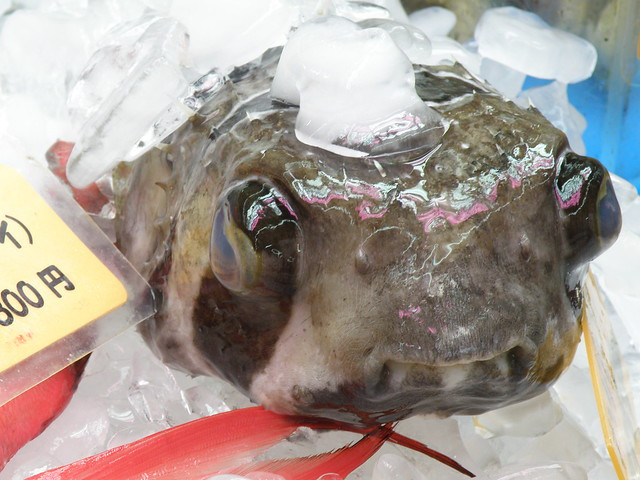 12. Fugu – Nhật Bản: Fugu là một loài cá nóc của Nhật Bản chứa đủ chất độc để giết chết một căn phòng đầy người. Để biến loại cá này như một loại sashimi, các đầu bếp phải trải qua nhiều năm đào tạo để có giấy phép chế biến fugu. Vì lượng người bị ngộ độc khi ăn hiếm khi xảy ra nên món ăn này cực kì đắt đỏ.