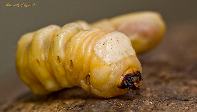 7. Witchetty Grub – Úc: Đây là một loại ấu trùng lớn màu trắng được tìm thấy ở một vùng quê hẻo lánh của Úc và được nhận xét là có mùi vị lai tạo giữa thịt gà và tôm. Chúng chứa nhiều protein nhưng không phải ai cũng đủ dũng cảm để thưởng thức.
