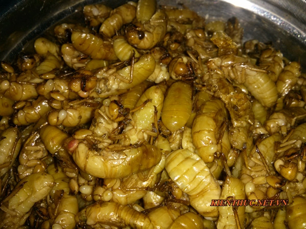 Nhộng ve sầu rang: Món này đặc biệt được ưa thích ở các tỉnh miền núi phía bắc. Người dân sẽ câu nhộng ve về rang lên để nhậu. Nhìn bát nhộng ve nhung nhúc nhiều người sẽ không còn đủ dũng cảm nếm thử