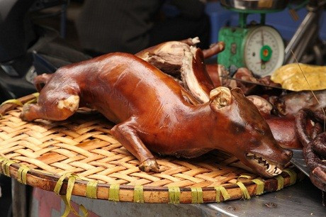 Khi sang Việt Nam, thấy người dân thản nhiên phơi bày những con chó thui rơm hoặc mời chào món “tiểu hổ” nhiều du khách không khỏi thương tiếc, xót xa. Thậm chí, mới đây một phóng viên tờ Guardian của Anh đã đăng tải bài viết với nhiều thông tin xoay quanh món thịt chó Việt Nam để thể hiện sự "kinh hãi" của mình.