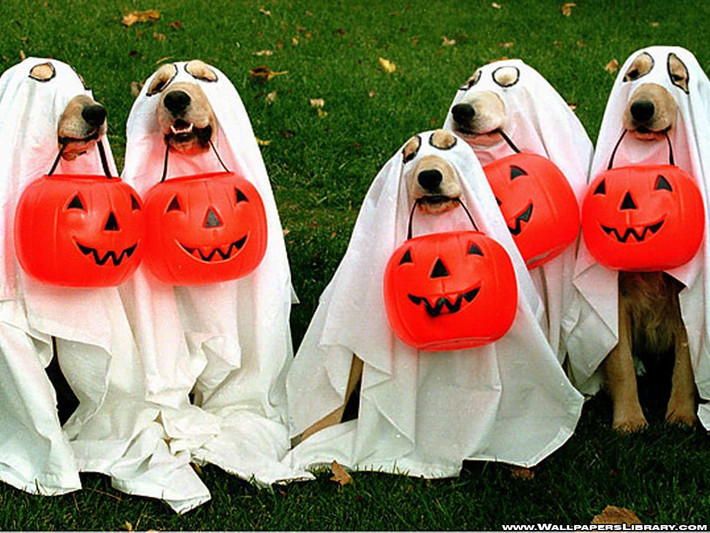 11,5% người Mỹ hóa trang cho thú cưng của họ trong dịp Halloween.