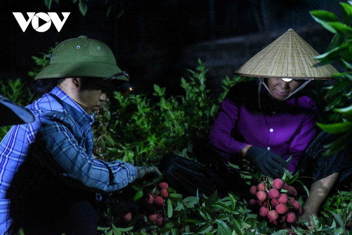Từ 2h sáng, khi mọi người đang yên giấc, gia đình ông Trần Văn Bình tại thôn Muối, xã Giáp Sơn (Lục Ngạn, Bắc Giang) đã cùng nhau lên đồi thu hoạch vải thiều. Vào lúc sáng sớm vải thường được giá cao, nếu thu hoạch muộn, ánh nắng mùa hè chiếu vào khiến quả vải mất màu, mẫu mã không còn đẹp nên khó bán hơn, giá sẽ thấp hơn.