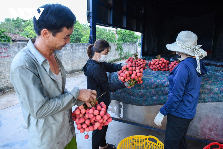 Hiện nay có nhiều điểm thu mua lưu động được các thương lái đặt gần với các điểm vườn nên nhiều người dân trồng vải cũng thuận tiện trong việc di chuyển.