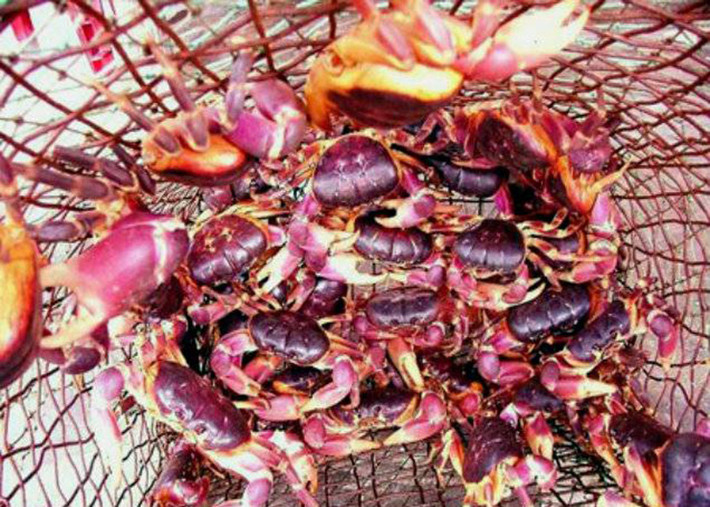 Loài cua này có hình dáng như cua thường nhưng sống trên núi, chỉ đến mùa sinh sản mới xuống biển để đẻ trứng, nên được gọi là cua đá.
