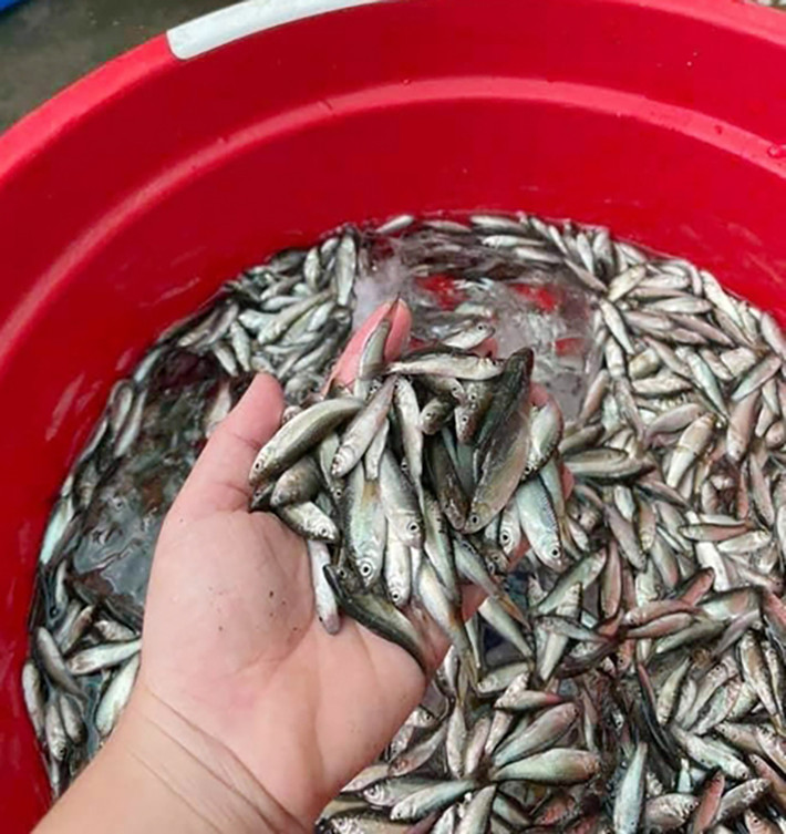 Lượng cá linh năm nay cũng dồi dào nên ngay từ đầu mùa, người dân đã đặt dớn, đáy bắt cá linh mang đi bán cho thương lái.