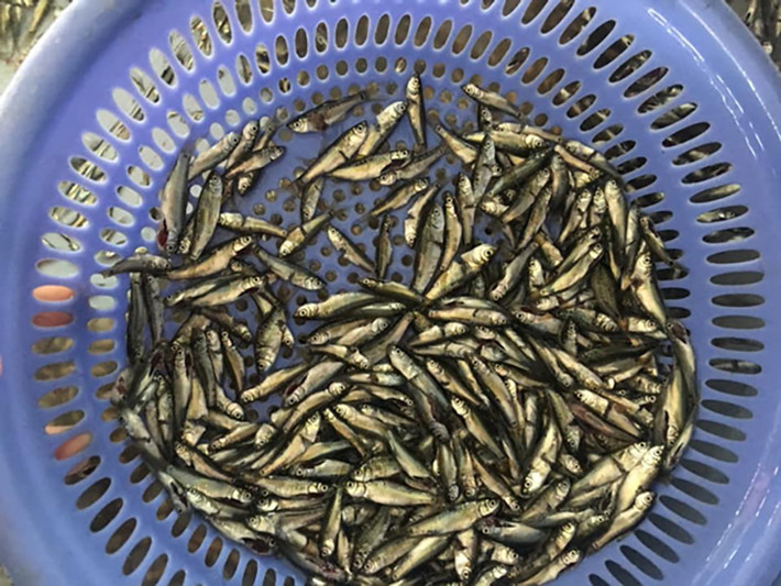 Người dân nơi đây cho biết năm nay cá linh non về sớm hơn mọi năm.