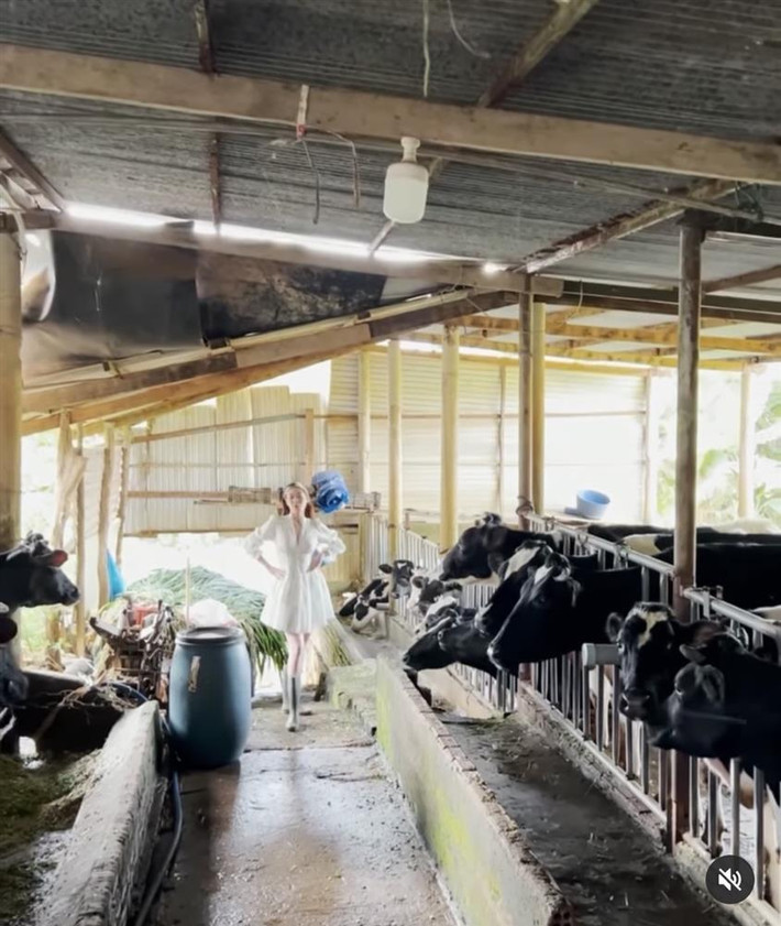 br/> Mới đây, Hoa hậu Khánh Vân khiến người hâm mộ được phen cười mệt khi đăng tải một clip khoe trình catwalk trên nền nhạc Miss Universe quen thuộc. Đáng nói lần này lại không phải sàn catwalk lung linh như bình thường, mà lại là sàn diễn... có một không hai: chuồng bò. Trên trang cá nhân, nàng Hậu chia sẻ ngắn gọn: "Vân thăm trang trại". Thử cảm giác sải bước và hô vang tên mình giữa các "khán giả" là những... con bò sữa khiến chính cô cũng phải phá lên cười. Điệu cười "đi vào lòng người" của người đẹp chẳng khác nào một pha "tự hủy" hình tượng đúng nghĩa.
