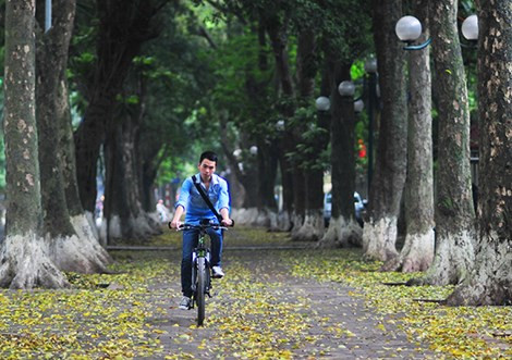 Có không ít bài hát, bài thơ ca ngợi Hà Nội với vẻ đẹp lãng mạn, hút hồn người mỗi dịp thu sang. Kèm theo đó là những góc phố, con đường đẹp gắn liền với Hà Nội khi vào thu. Phố Phan Đình Phùng, quận Ba Đình được đánh giá là con đường đẹp nhất Hà Nội, nổi tiếng với hàng sấu già ngả lá vàng mỗi độ thu sang. Ảnh: Entechhanoi.