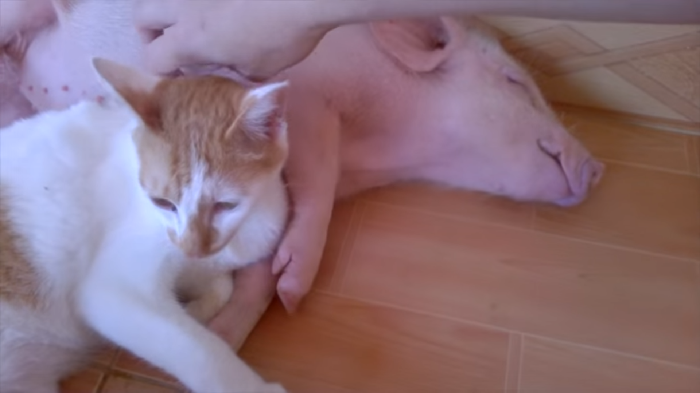 Lúc mới được Catherine đưa ra khỏi lồng, Jullian tỏ ra hoảng loạn và la hét không ngừng. Tuy nhiên khi được Catherine ôm vào lòng an ủi, cưng nựng, âu yếm, chú lợn may mắn đã hoàn toàn bình tâm. Tới khi được đưa về trung tâm của tổ chức cứu hộ, Jullian hòa nhập rất nhanh. Và câu chuyện về mối tình lợn mèo bắt đầu.