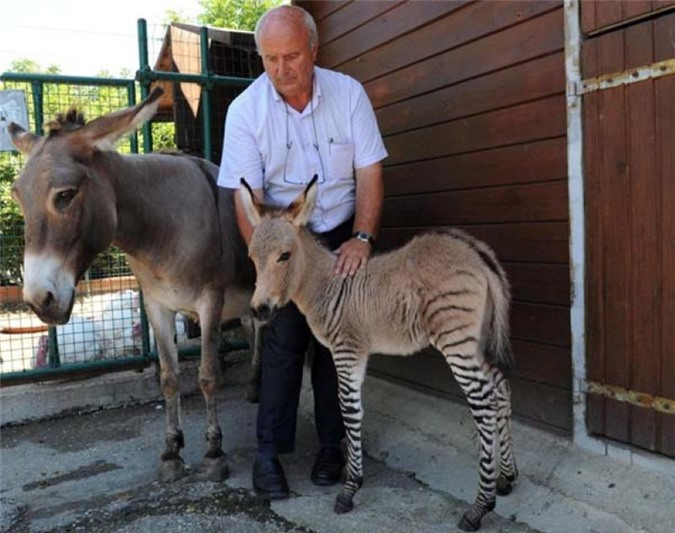 Ippo Zonkey là con vật quý hiếm khi lai giữa ngựa vằn và lừa.