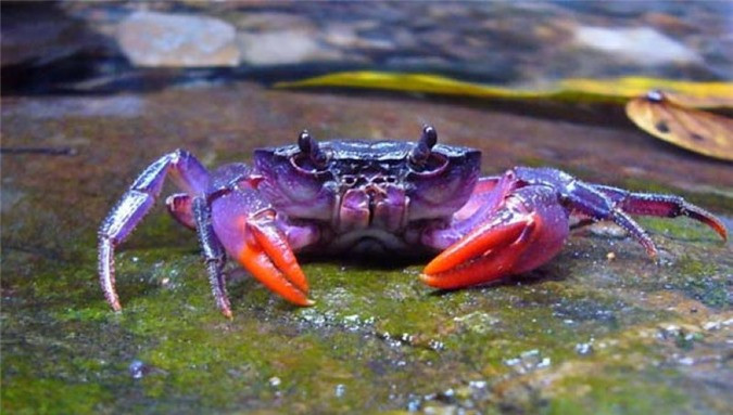 Cua Insulamon Palawanense là loài cua nước ngọt từ Philippines chỉ mới được phát hiện gần đây. Nó được đặc trưng bởi một màu neon sáng.
