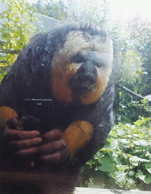 10. Tôi chụp hình 1 con khỉ, thế mà ảnh phản chiếu qua cửa kính trông cứ như nó tự selfie vậy.