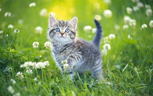 Tuổi Mão. Tuổi Mão có tính cách nhẹ nhàng, suy nghĩ tinh tế và rất dễ mềm lòng. Người này không bao giờ làm việc hấp tấp.