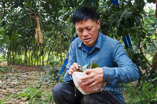 Theo ông Lương Văn Phương chủ vườn bưởi đỏ Đông Cao cho biết: "Mặc dù còn hơn một tháng nữa mới đến Tết Nguyên đán 2024 nhưng hiện nay số lượng bưởi đỏ đúc chữ tài lộc trong vườn đã được đặt hàng hết. Giá bưởi được tạo hình cao hơn nhờ sự kỳ công và độc đáo với mức giá 250.000 đồng/1 quả".