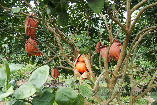 Bên cạnh bưởi đỏ hình giọt nước, thỏi vàng, nhà vườn còn tạo hình bưởi đỏ hồ lô để phục vụ nhu cầu của khách hàng.
