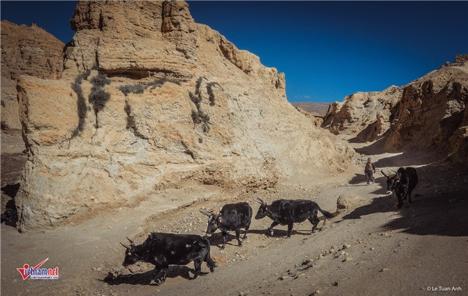Người đàn ông dắt bò ở Shija jhong cave - Lower Mustang.