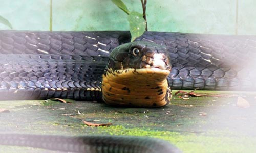 So với hổ mang chúa bị người dân Đồng Tháp bắt được và đưa về trại vừa qua, con này to gấp đôi và dài hơn 70cm. Loài này (trừ con hổ chúa Đồng Tháp đang bị thương) đều được cho ăn 2 lần/tuần, lượng thức ăn bằng 20% cân nặng của chúng (khoảng 2,4kg rắn mồi).
