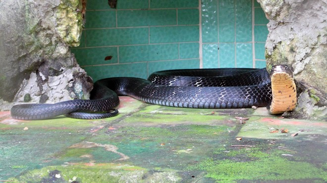 Còn đây là rắn hổ mang lớn thứ 4 của trại, 10 tuổi, nặng 10 kg, dài 3,3m.