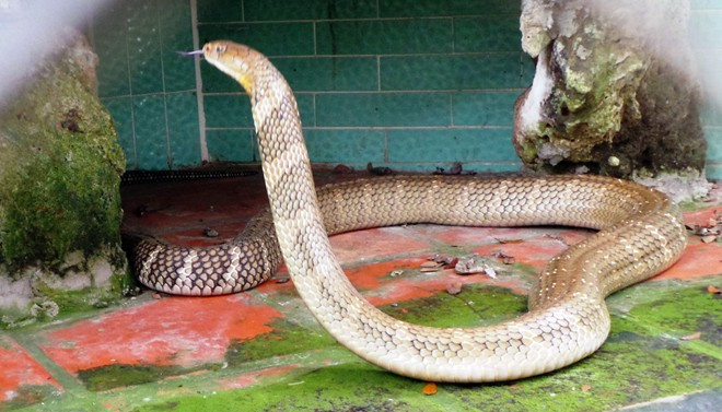 Con màu vàng này nặng gần 11kg, dài 3,4m và đã 12 tuổi. Nó hoạt động liên tục, đặc biệt khi có khách đến gần thì tấn công bất ngờ khiến mọi người hoảng hốt.