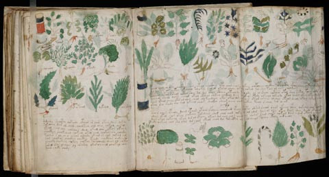 3. Bản thảo Voynich gồm 250 trang bằng da thuộc là một trong những bí ẩn nổi tiếng nhất thế giới. Một đại lý sách cũ đã phát hiện ra bản thảo Voynich năm 1912. Những trang sách này được viết bằng thứ ngôn ngữ mà các chuyên gia chưa từng biết đến cộng thêm những hình ảnh minh họa kỳ lạ.