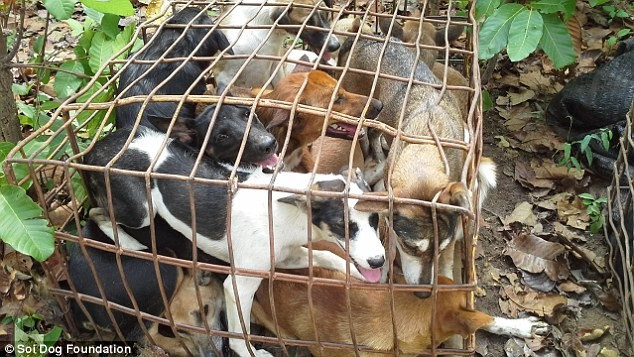 Do nhu cầu ăn thịt chó ở Việt Nam khá lớn, cung không đủ cầu nên nạn trộm chó diễn ra. Trang Global Post (Mỹ) có bài viết với nội dung những kẻ trộm chó tại Việt Nam tự chế súng điện để bắt con vật được coi là người bạn thân thiết của người nước ngoài một cách nhanh chóng và hạn chế gây ra tiếng động. Bọn chúng không ngại đe dọa tấn công cả gia chủ nếu chẳng may bị phát hiện.