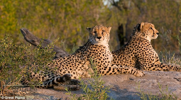 Gói du lịch hưởng tuần trăng mật đắt đỏ nhất thế giới dành cho giới nhà giàu trên do Discover Africa tổ chức.