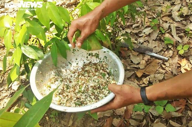 Theo kinh nghiệm của bà con nơi đây, kiến vàng muốn ngon phải là những ổ kiến non hoặc nhiều trứng.