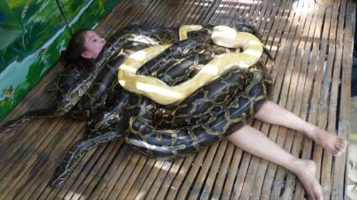 br/> Massage trăn: Sau một ngày dài du ngoạn tại thành phố Cebu, Philippines, bạn sẽ có cơ hội giải tỏa sự mệt mỏi qua dịch vụ massage trăn có một không hai tại đây. Với 4 chú trăn Miến Điện khổng lồ, nặng 250 kg quấn quanh người, du khách sẽ phải nằm yên trên chiếc giường tre và để mặc cho chúng trườn qua trườn lại từ 10-15 phút. Phương pháp massage này có thể làm dịu sự căng thẳng, giải tỏa áp lực và trị liệu tốt cho sức khỏe. Để đảm bảo sự an toàn cho khách, những chú trăn này sẽ được cho ăn khoảng 10 trái trứng gà chống đói trước khi đưa vào khu vực massage.