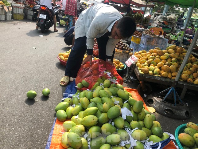 Không chỉ xoài cát Hòa Lộc rớt giá, mà các loại xoài keo, xoài Thái cũng có giá rất rẻ, chỉ từ 10.000 - 15.000 đồng/kg.