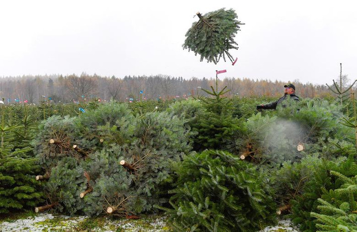 Người dân thu hoạch cây thông Noel tại Berggiesshuebel, Đức để cung cấp cho các đơn vị trên khắp đất nước này. Ảnh: Reuters.